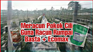 Meracun Pokok Cili Guna Racun Rumpai Basta   Ecomax