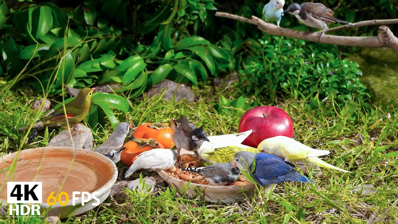 Cat TV Magic 🕊️ Birds & Squirrels Enjoy Spring on Birdtables 🐿️ Nature ...