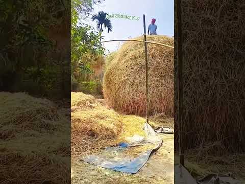 The process of creating a large haystack using a bamboo lifting tool