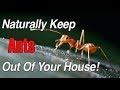 Ways To Get Rid Of Ants In Your House | EASY Solutions To Get Rid of Ants Naturally