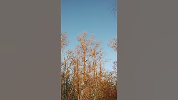 An autumn trees and sky ~ trees and nature