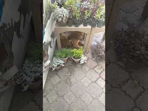 ك للب إبن آلفنان إسماعيل الليثي هيم وووت 