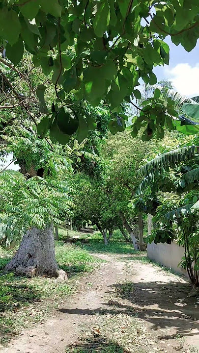 Día soleado, Río Frío, El Mante, Tamaulipas. #nature #trees #dog #sunny #goodmorning #cute #mante