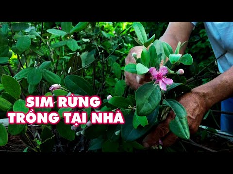 Video Đà Nẵng: Thử đào Sim Rừng về trồng trên sân thượng có... - youtube