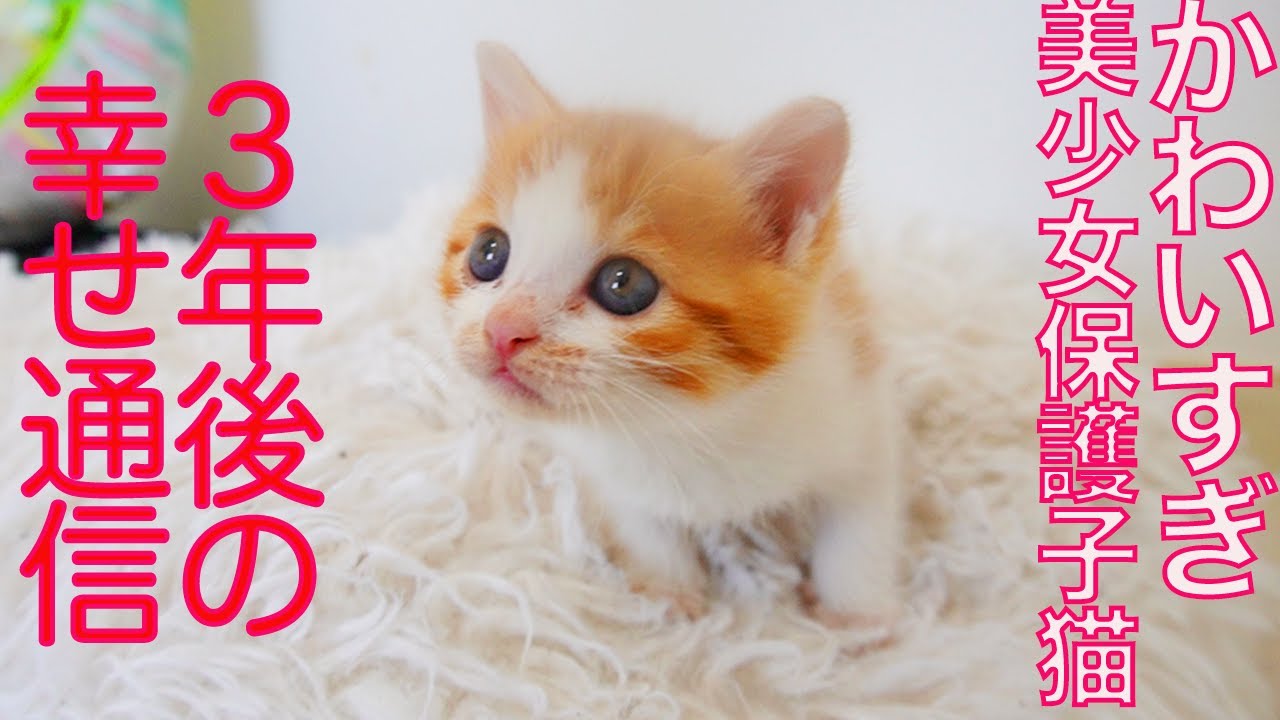 保護猫ちゃん　お幸せに 美少女保護子猫、その3年後のしあわせ通信 A Happy Update Three