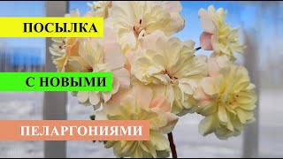 :  ,    ,  
