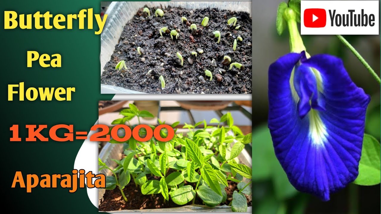 Butterfly pea seeds germinate Aparajita plantation Butterfly pea