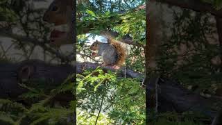 Squirrel With A Strawberry