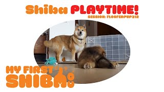 Shiba Inu Play Time - Kitsu and Puppah as a 'Puppa' by My First Shiba 492 views 3 years ago 54 seconds