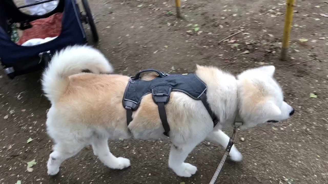 秋田犬 大和と飛鳥丸 の日々 秋田犬 大和と飛鳥丸 の日々