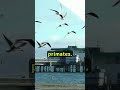 Amazing Facts about Crows!!(01/100)🐦🐦🤓🤓 #shorts #animals