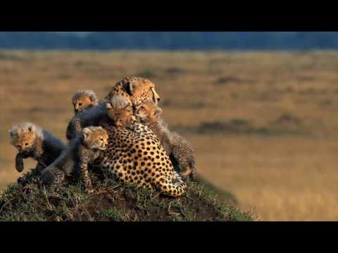 african-cats-official-trailer-full-hd