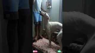 kritos talent alapparaigal (dogs mind voice)#dog #hound #mudholhound #Indian breed