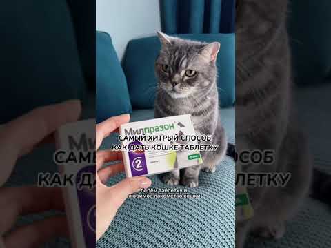 Как дать кошке таблетку