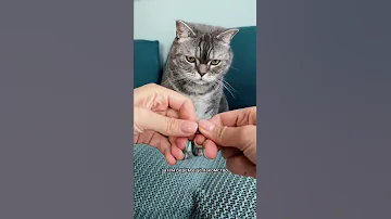 Как дать кошке таблетку