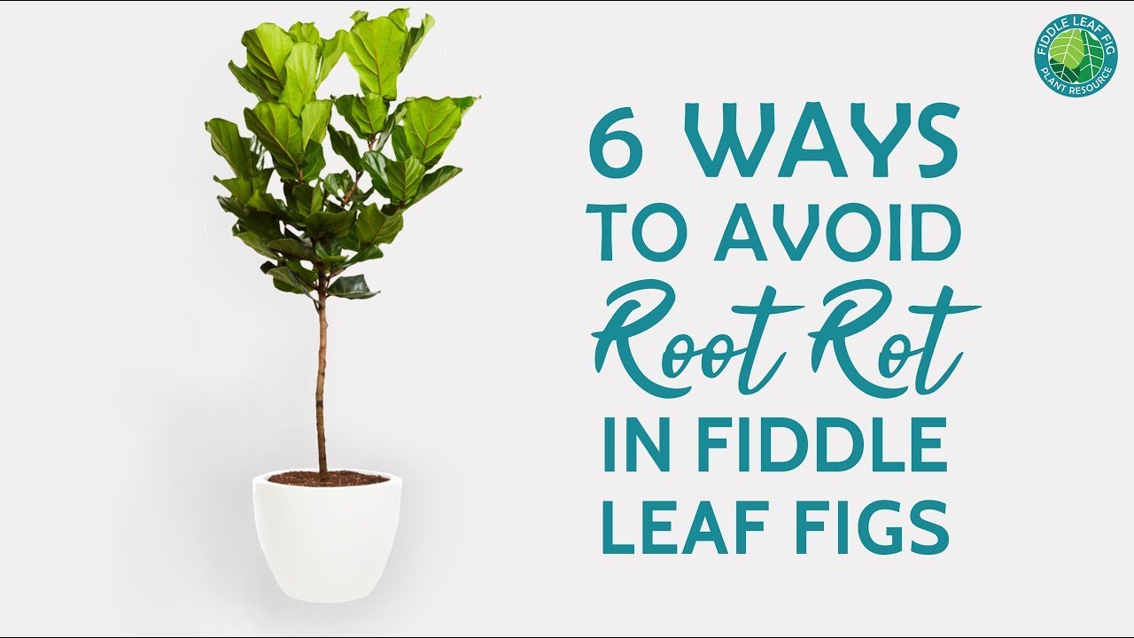 6 Easy Ways To Treat Fiddle Leaf Fig Root Rot [& Rescue Your Plant ...