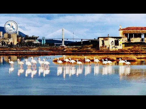 ΟΙ ΕΠΙΣΚΕΠΤΕΣ ΜΑΣ(ΤΑ ΦΛΑΜΙΝΓΚΟ) ΑΛΥΚΕΣ ΚΟΠΑΝΑ. ΝΕΑ ΛΑΜΨΑΚΟΣ