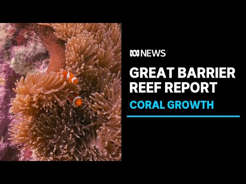 Great Barrier Reef coral cover at record levels, report shows | ABC News