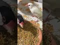 ガツガツ食べる文鳥のおにぎりくんとちょい食いの小麦ちゃん