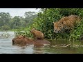 Capybara vs Jaguar - The Strangest Encounter In The Wild | Inside the Wild