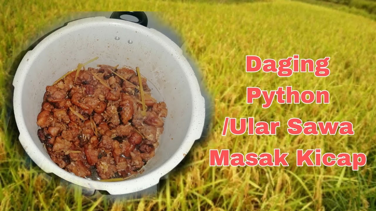 Cooked Python Cameroon Daging python masak kicap #pesakatapa #daging #python #masak #kicap # ...