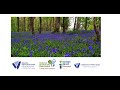 Learn how to spot spring flowers with Oisín Duffy from the National Biodiversity Data Centre