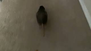 Fat rat running