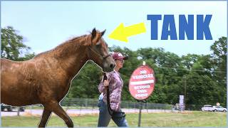 Saddle Up, Horses at the farm!