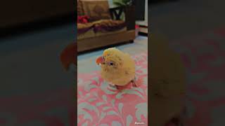 Download Lagu My sweety #mrparacha #parrot #lovebird #cute #decino #My#sweety MP3