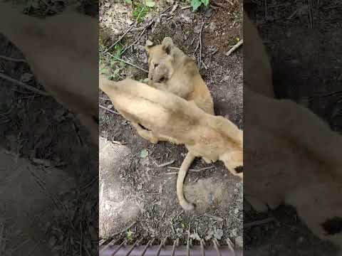Львята играют в Подмосковном сафари-парке #лев #львята #львы #lion #babylion #lions #funnyanimals