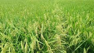 DR 8336 Paddy Dhaanuka seeds tata companyr