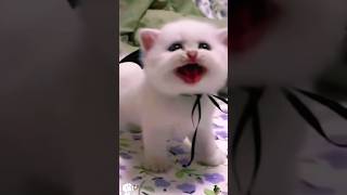 Kittens Meowing and Running