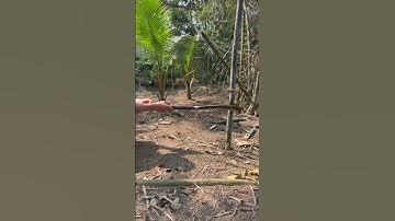 Tôi làm con dao quắm phát rẫy bằng thép lò xo Đức chặt cây tre như chặt chuối vậy