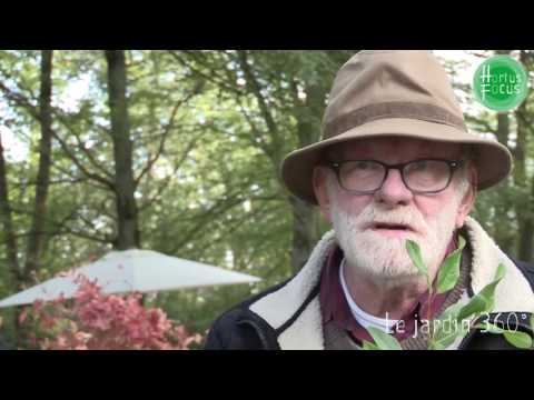 Vidéo: Plantation Et Reproduction De Viorne. Photo