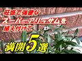 【花】スーパーアリッサムの育て方・植え付け