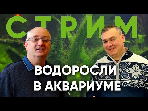 Видео: Водоросли в аквариуме. Стрим с Александром Ершовым