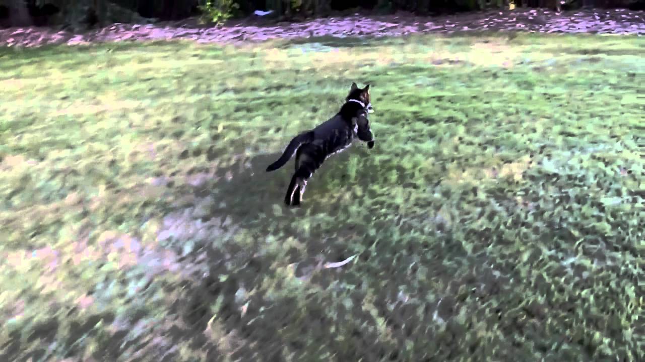 video phone beyonce mp3 ✨42✨