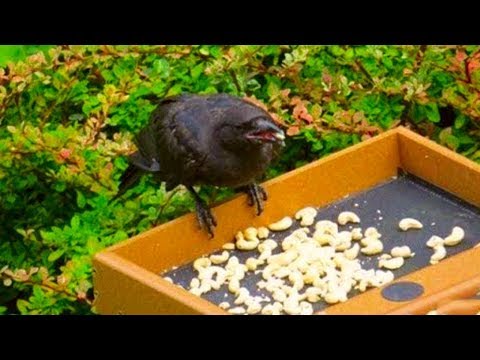 Video: Wie Man Eine Krähe Zähmt