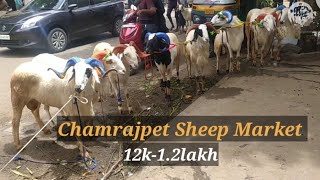 Chamrajpet sheep market qurbani sheep's for sale in chamrajpet