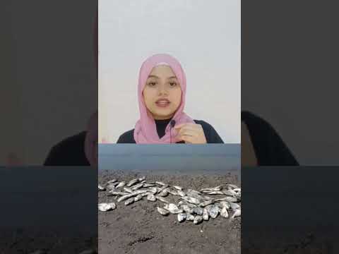 ظاهرة المد الاحمر البحر معلومات