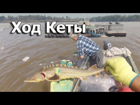 Путина кеты и рыбалка сплавными сетями на реке Амур! Путешествие на север Хабаровского края.