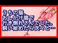 «NNN»うちの猫、おしかけ猫で行き倒れさんでした。飼い始めたら次々と… 衝撃的な話 和む話