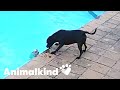 Hero dog rescues pup from drowning | Animalkind