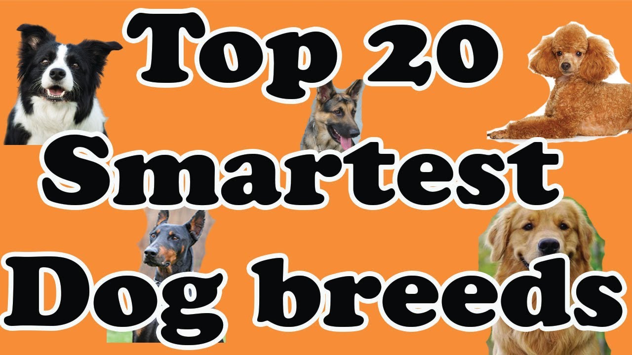 Top 20 Smartest Dog Breeds Youtube