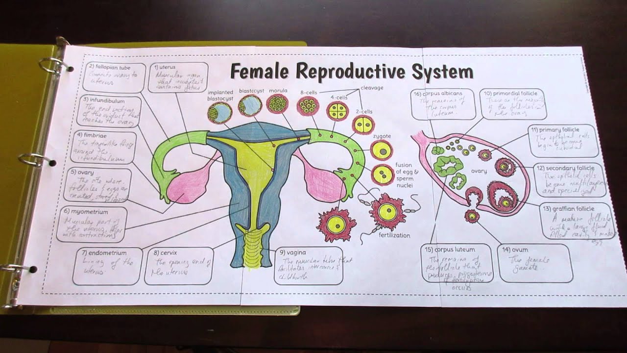 Big Female Reproductive System Foldable By Tangstar Science Youtube