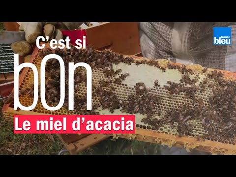 Vidéo: Informations sur le miel d'acacia - D'où vient le miel d'acacia