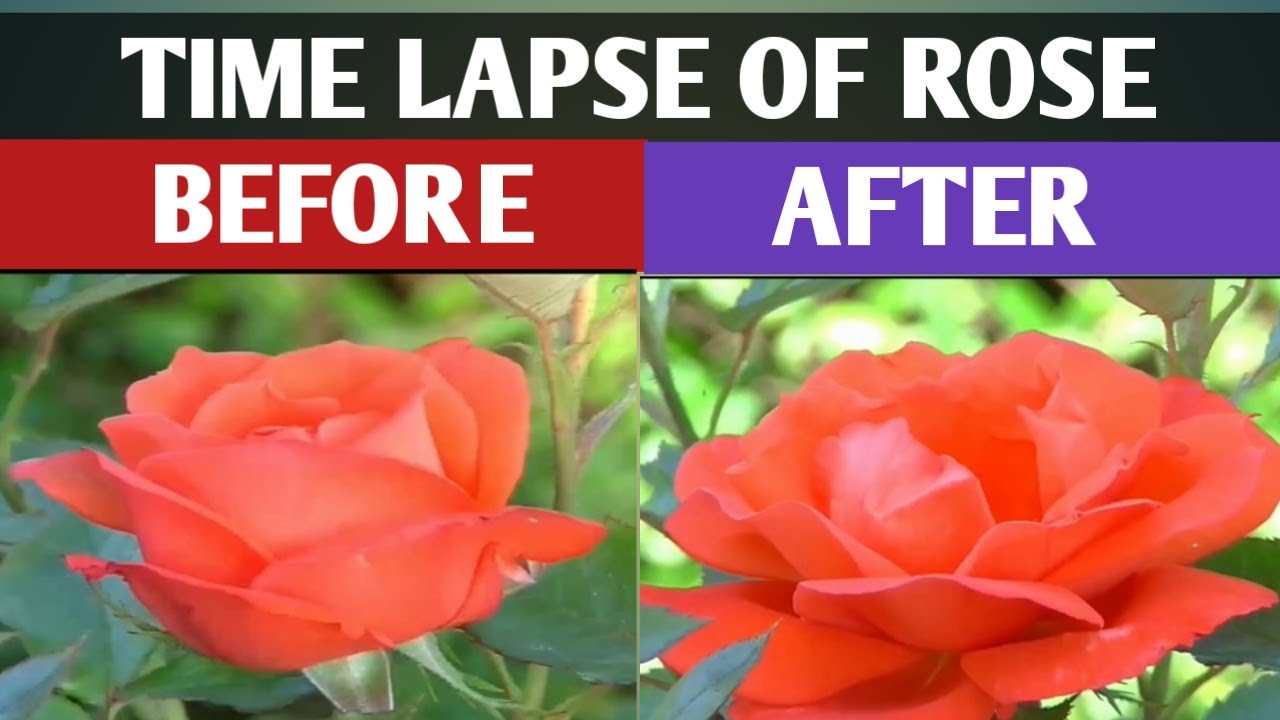 time lapse of growing rose time lapse of flowers firefly music Music ...