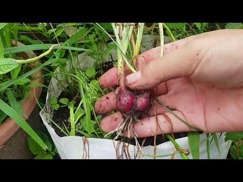 Video: Menanam Dan Menuai Bawang Merah - Cara Menanam Bawang Merah