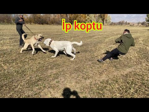 Video: Köpeğinizin Saf, Tam Kanlı bir Dachshund Olduğunu Nasıl Anlarsınız, Chiweenie Değil