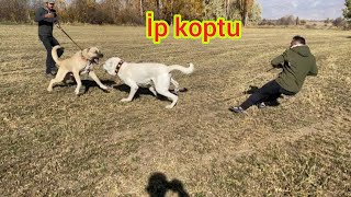 Gümüşhane Şampi̇yonu Beyaz Aslan Ve Keş Bi̇rbi̇ri̇ne Gi̇rdi̇ 2 Alfa Köpek Bi̇r Sürüye Fazla Geldi̇